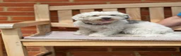 Mixed Breed dogs for adoption: Regina - nickname - Reggie in Fleet - Advert 6