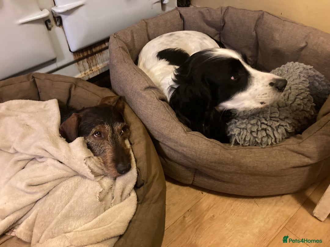 Miniature Dachshund dogs for stud: Looking for wife! Mini Wirehaired Dachshund - Image 18