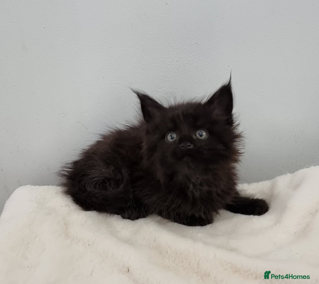 Maine Coon cats for sale: Pedigree Maine Coon Kittens GCCF REGISTERED  - Advert 18