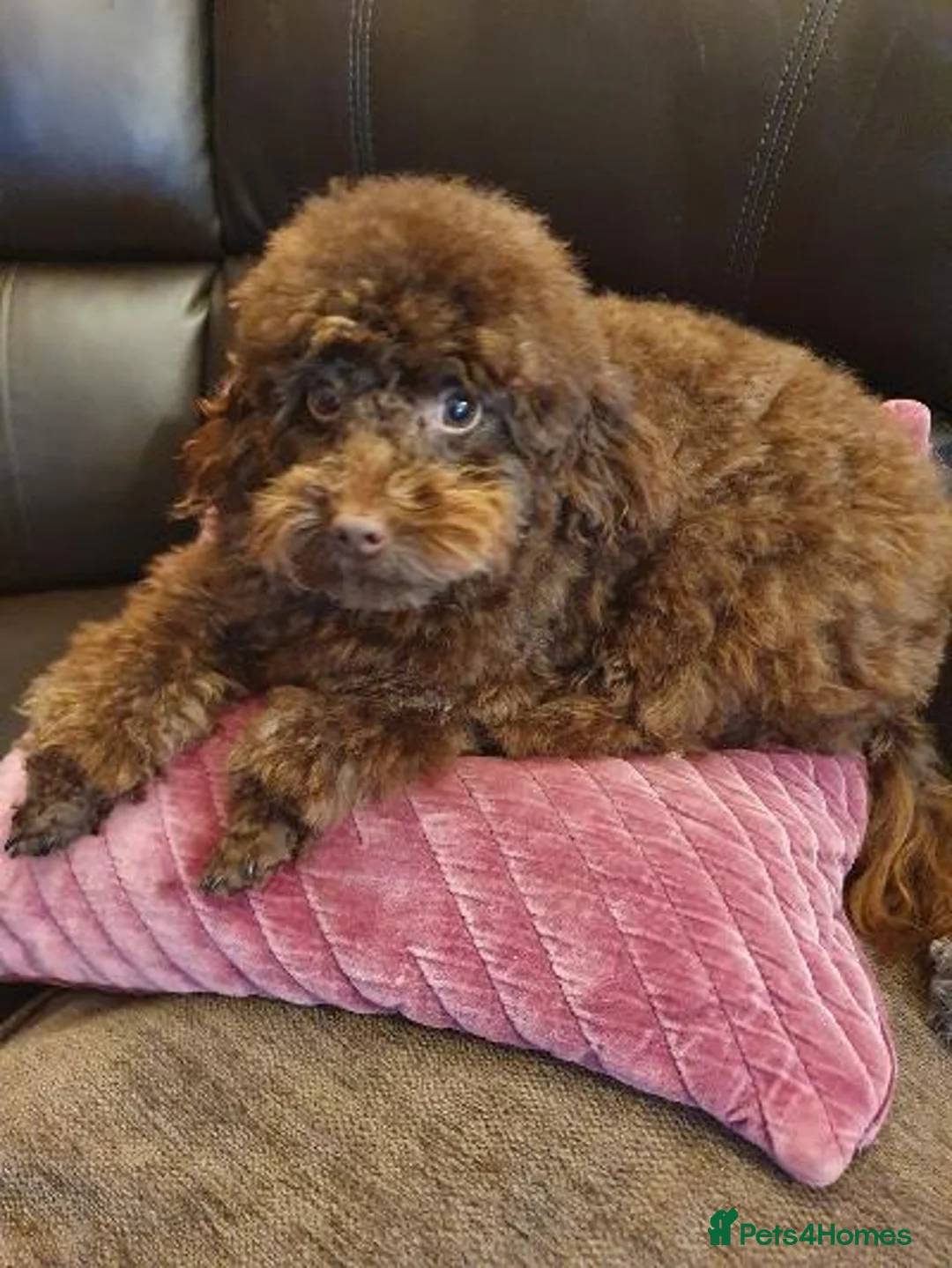 Toy Poodle dogs for stud: Tiny kc reg chocolate toy poodle.STUD ONLY! in Lincoln - Advert 2
