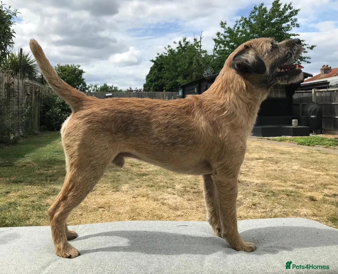 Border Terrier dogs for stud: For Stud - Advert 2