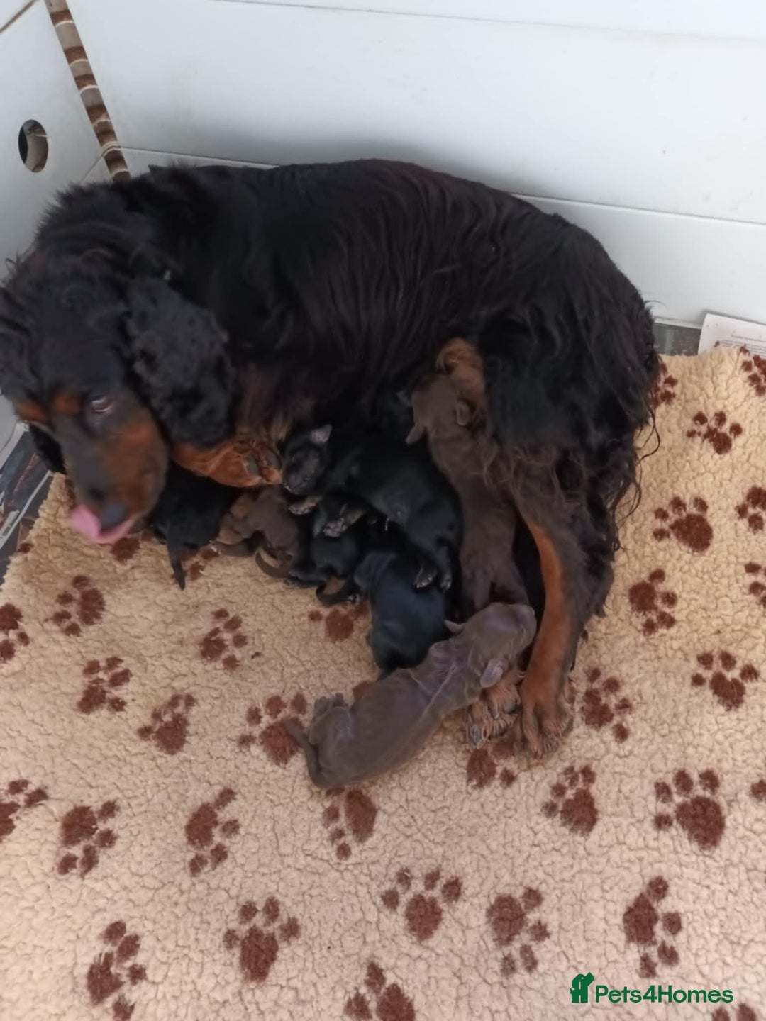 Cockapoo dogs for sale: F1. COCKAPOOS FROM LICENCED BREEDER. - Advert 1