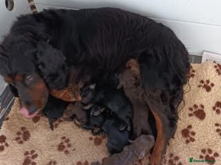 Cockapoo dogs F1. COCKAPOOS FROM LICENCED BREEDER. - Advert 12