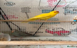 Parakeets birds for sale: Male kakariki  - Image 3