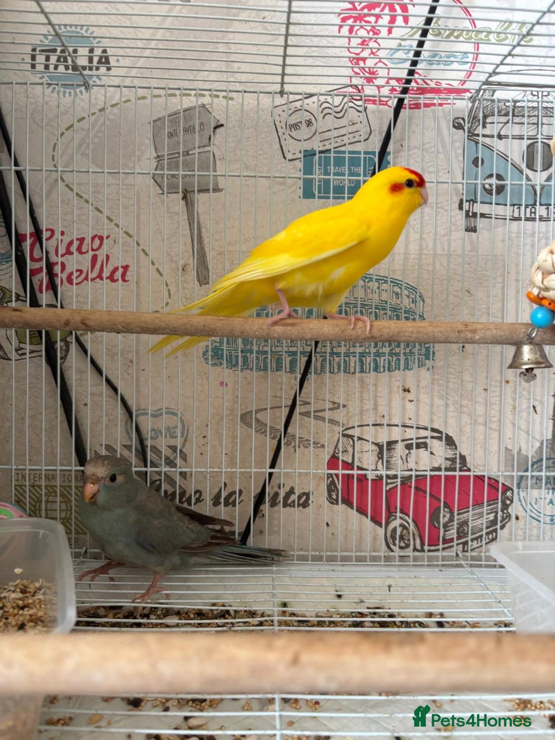 Parakeets birds for sale: Male kakariki  - Image 3