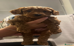 Cavapoo dogs for sale: Cavapoo puppies for sale - Image 2