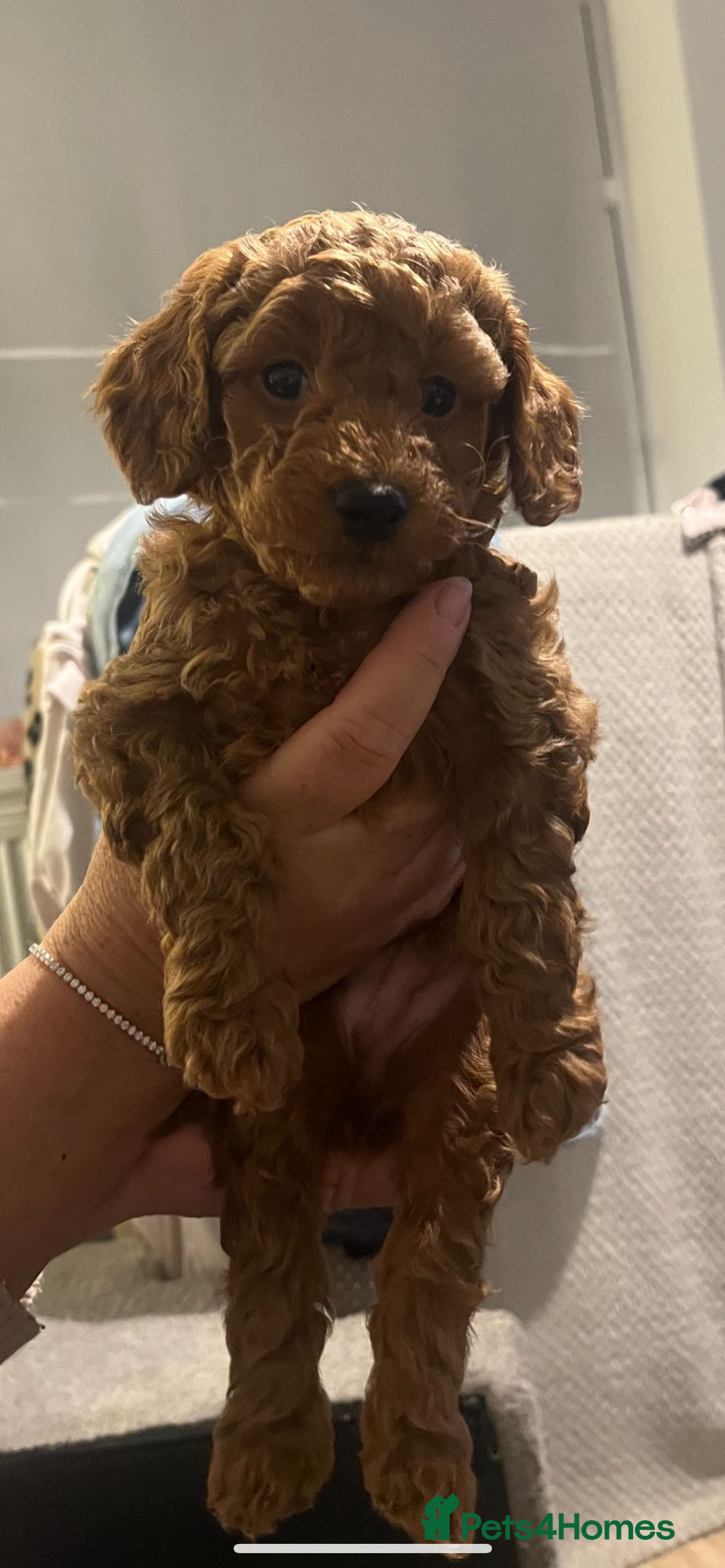 Cavapoo dogs for sale: Cavapoo puppies for sale - Image 2