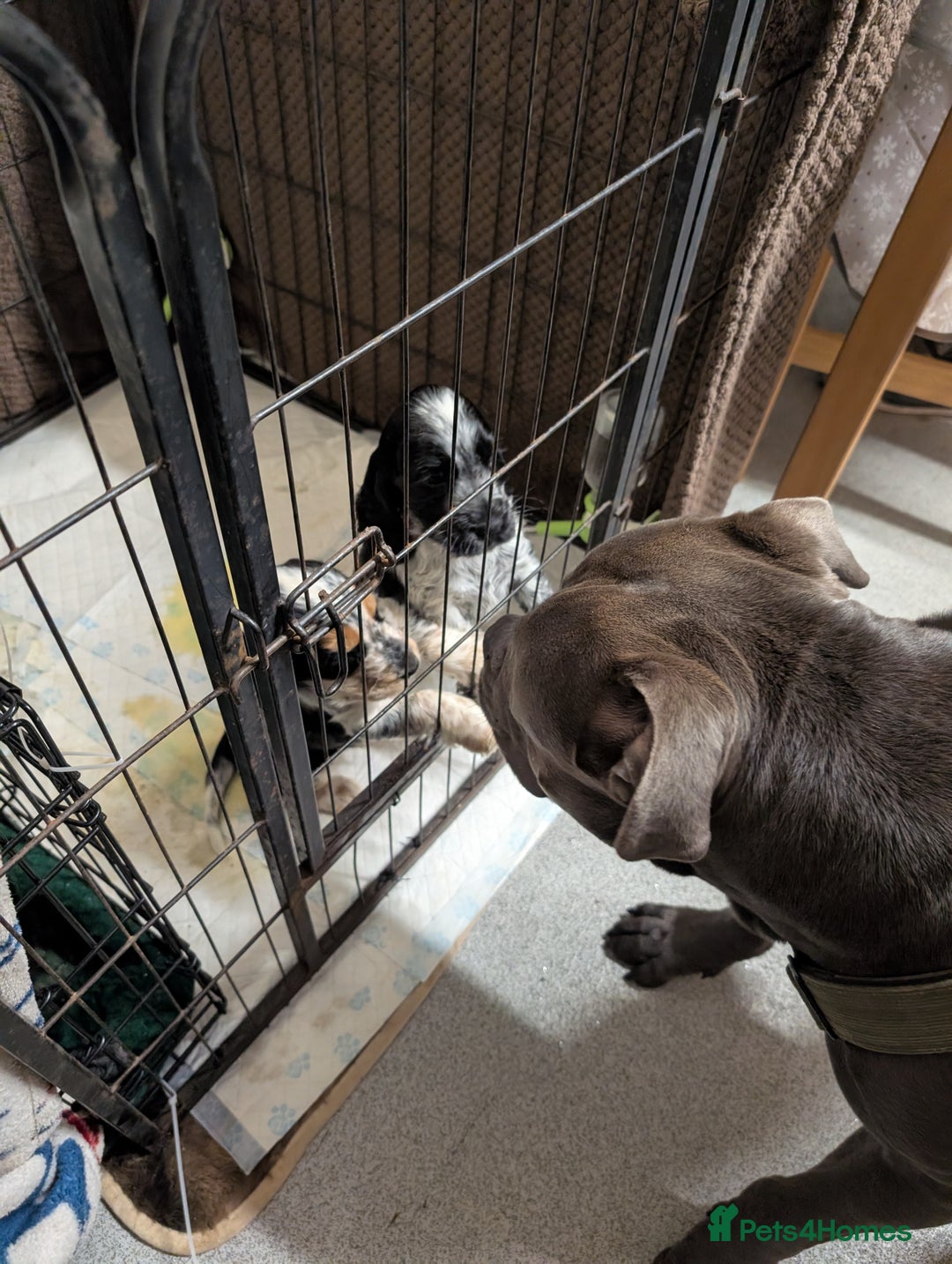 Cocker Spaniel dogs for sale: Beautiful Show Cocker Puppies. Health tested.  - Advert 5