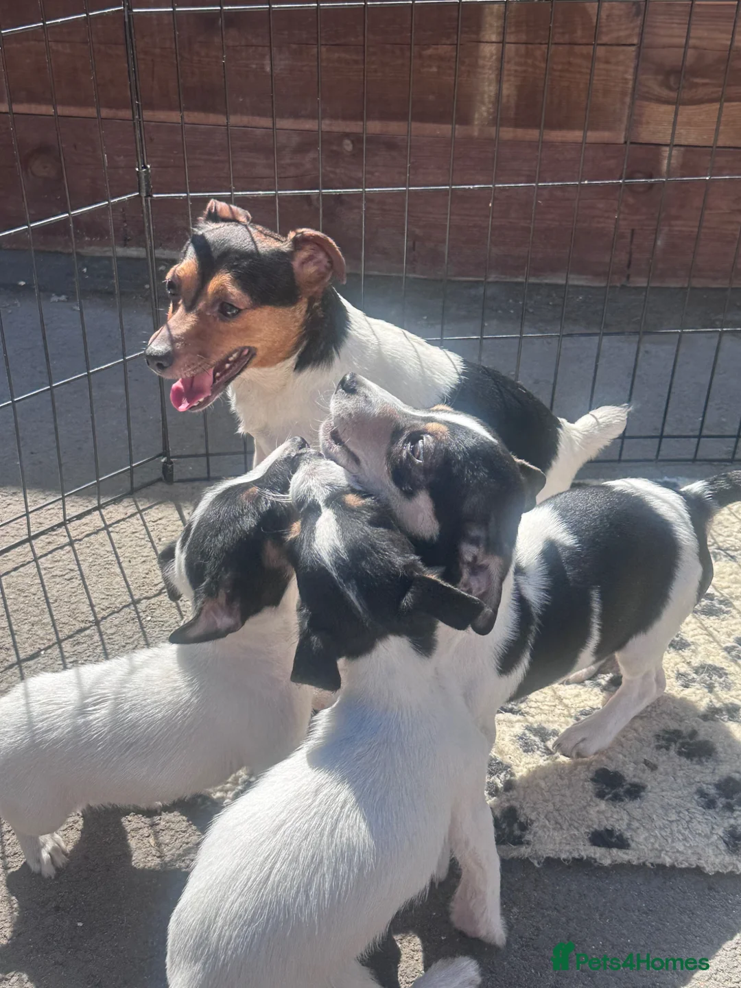 Jack Russell dogs for sale: Stunning litter of miniture jackrussel pups  - Advert 1