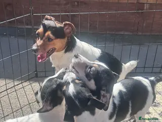 Jack Russell dogs Stunning litter of miniture jackrussel pups - Advert 6