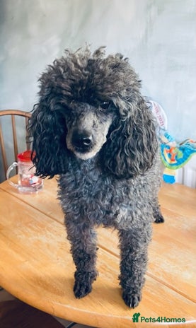 Toy Poodle dogs - Advert 16