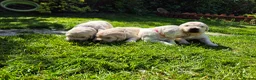Golden Retriever dogs for sale: Exceptional Golden Retriever Puppies Born 06/04 - Advert 3