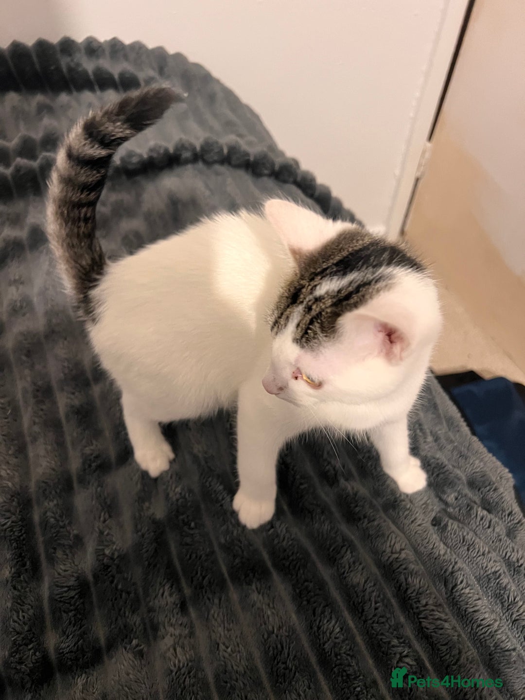 Mixed Breed cats for sale: 2 Kittens for sale 2 girls, Welcome to view  - Advert 6