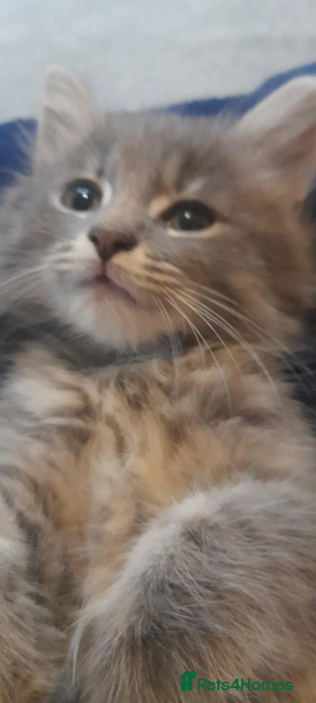 Mixed Breed cats for sale: Cute kittens  - Advert 13