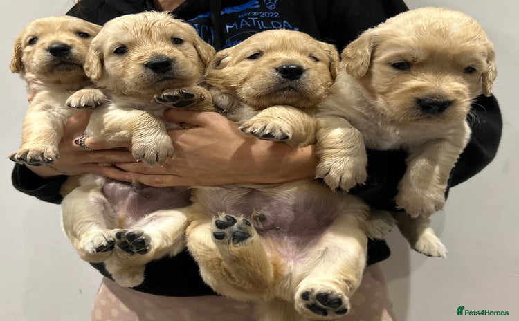 Golden Retriever dogs - Advert 3