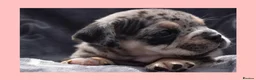 English Bulldog dogs for sale: Stunning Litter of Exotic English Bulldogs - Advert 13