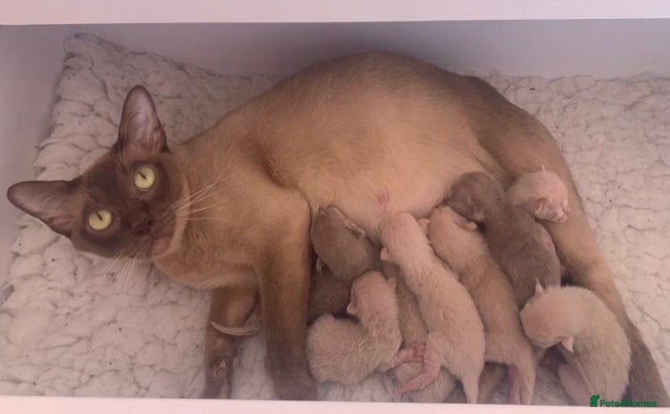 Burmese cats - Advert 1
