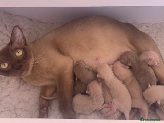 Burmese cats - Advert 2