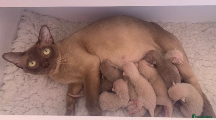 Burmese cats - Advert 1