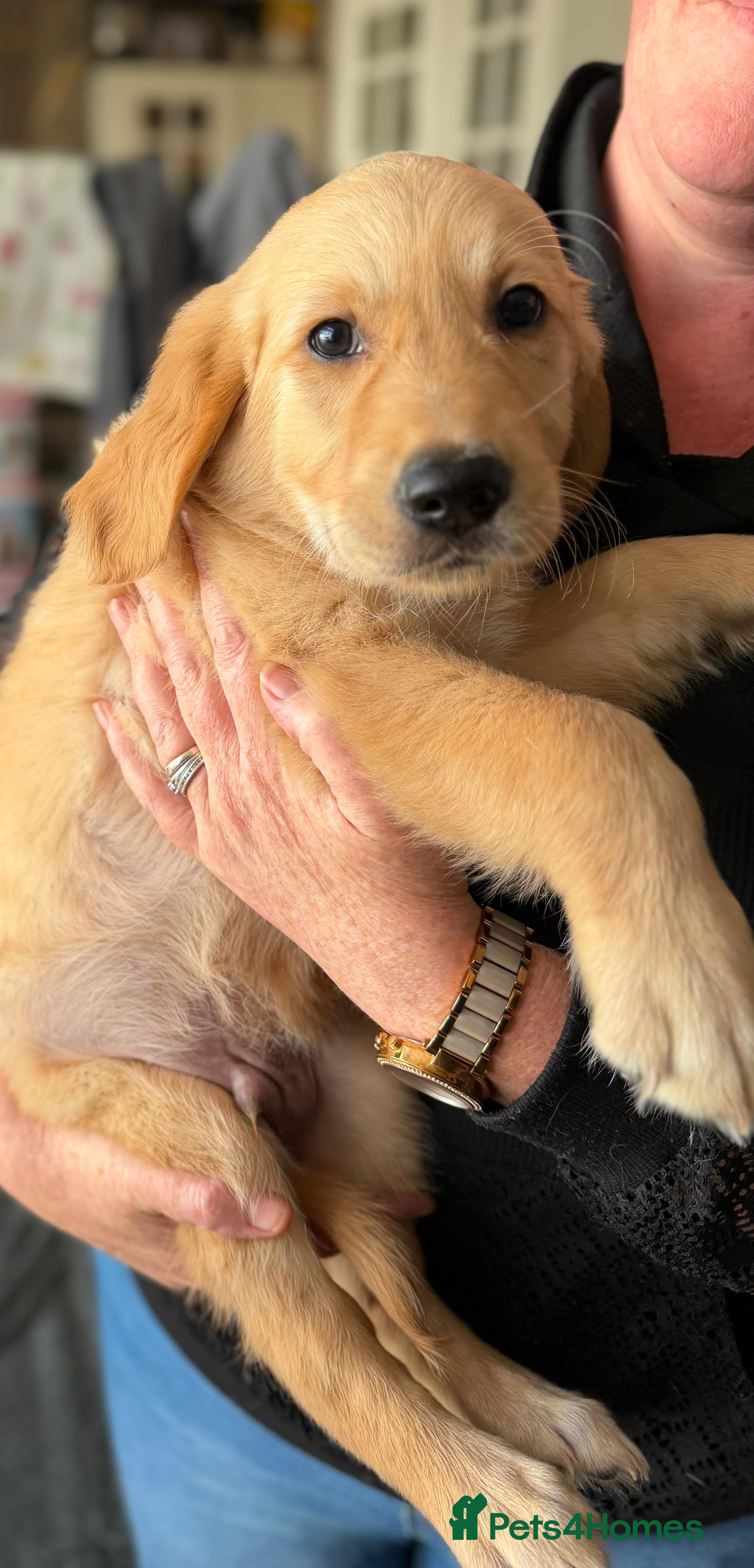 Golden Retriever dogs Golden retriever puppies, ready now.  - Advert 1