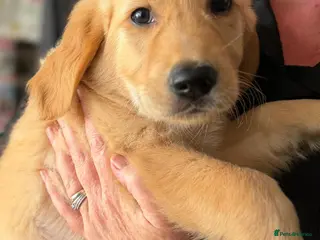 Golden Retriever dogs Golden retriever puppies, ready now. - Advert 1