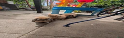 Mini Lop rabbits for sale: Mini Lop ready for a new home in Sheffield - Advert 8