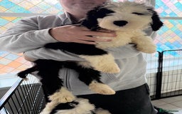 Mixed Breed dogs for sale: Ready Now 3 x Sheepadoodle Puppies Females Cardiff - Advert 1