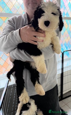 Mixed Breed dogs Ready Now 3 x Sheepadoodle Puppies Females Cardiff - Advert 1