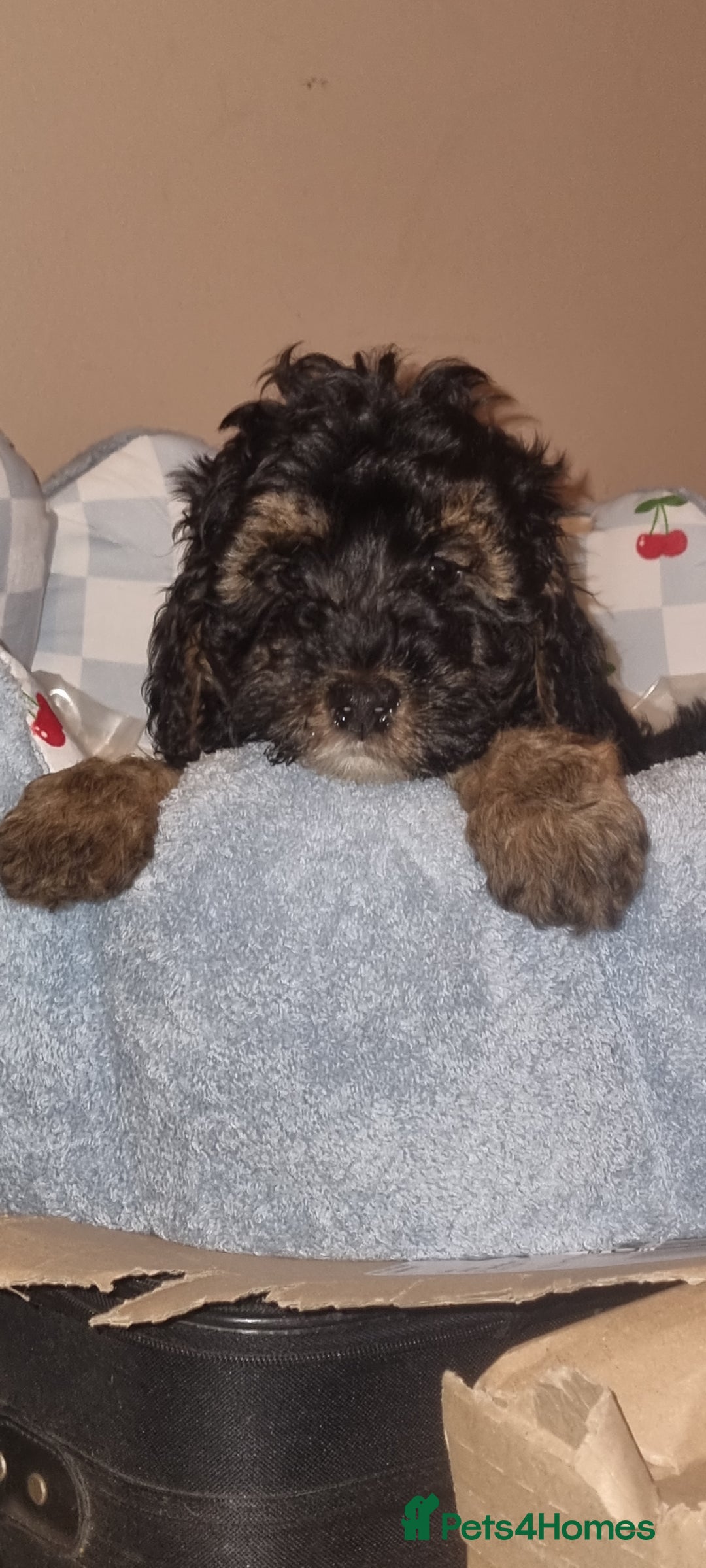 Westiepoo dogs for sale: WESTIEPOOS MAGiCAL X's SUPER SMOOTH SILKY n SOFT - Advert 3