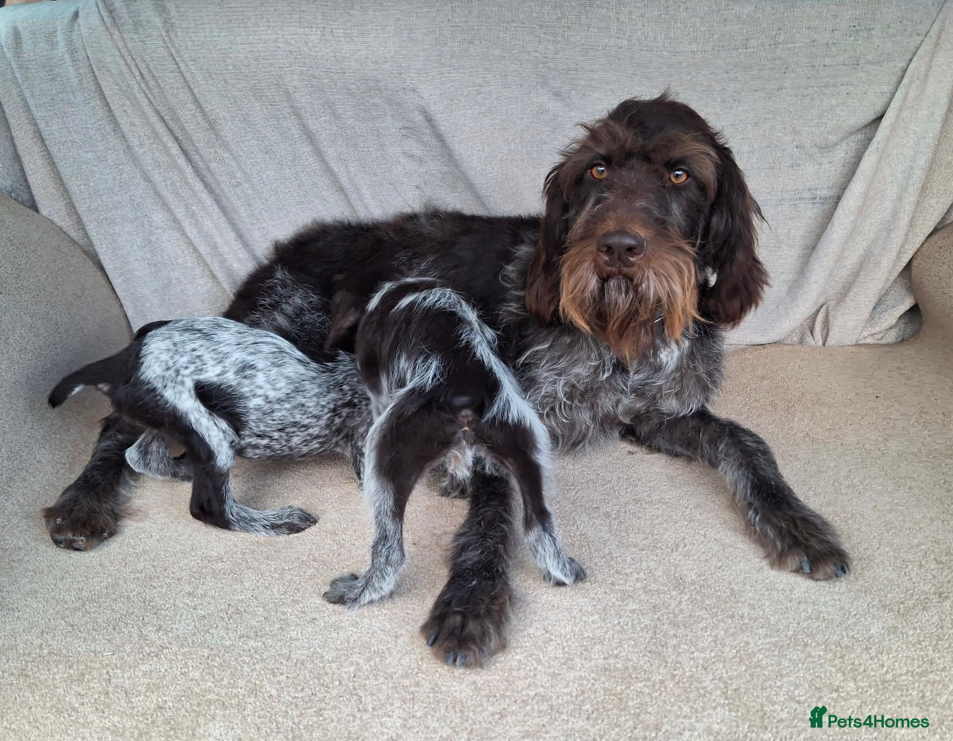 German Wirehaired Pointer dogs German wirehair pointer pups.  - Advert 2