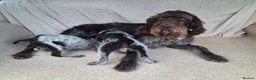 German Wirehaired Pointer dogs for sale: German wirehair pointer pups.  - Advert 2