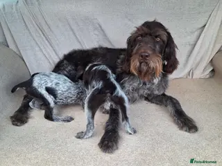 German Wirehaired Pointer dogs German wirehair pointer pups. - Advert 2