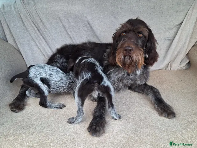 German Wirehaired Pointer dogs German wirehair pointer pups. - Advert 2