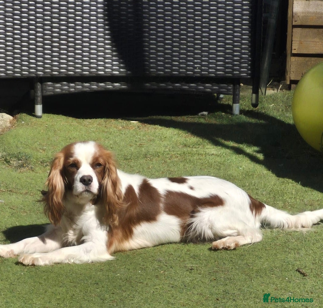 Cavapoo dogs Gorgeous cavapoo puppies - Advert 6