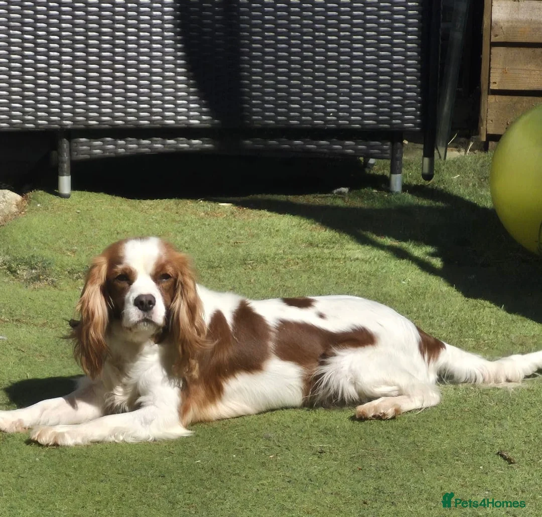 Cavapoo dogs for sale: Gorgeous cavapoo puppies in Leatherhead - Advert 1