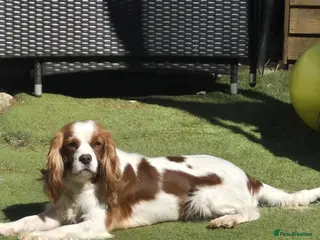 Cavapoo dogs Gorgeous cavapoo puppies - Advert 6
