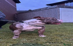 American Bully dogs for sale: Merle Pocket Bully - Image 6