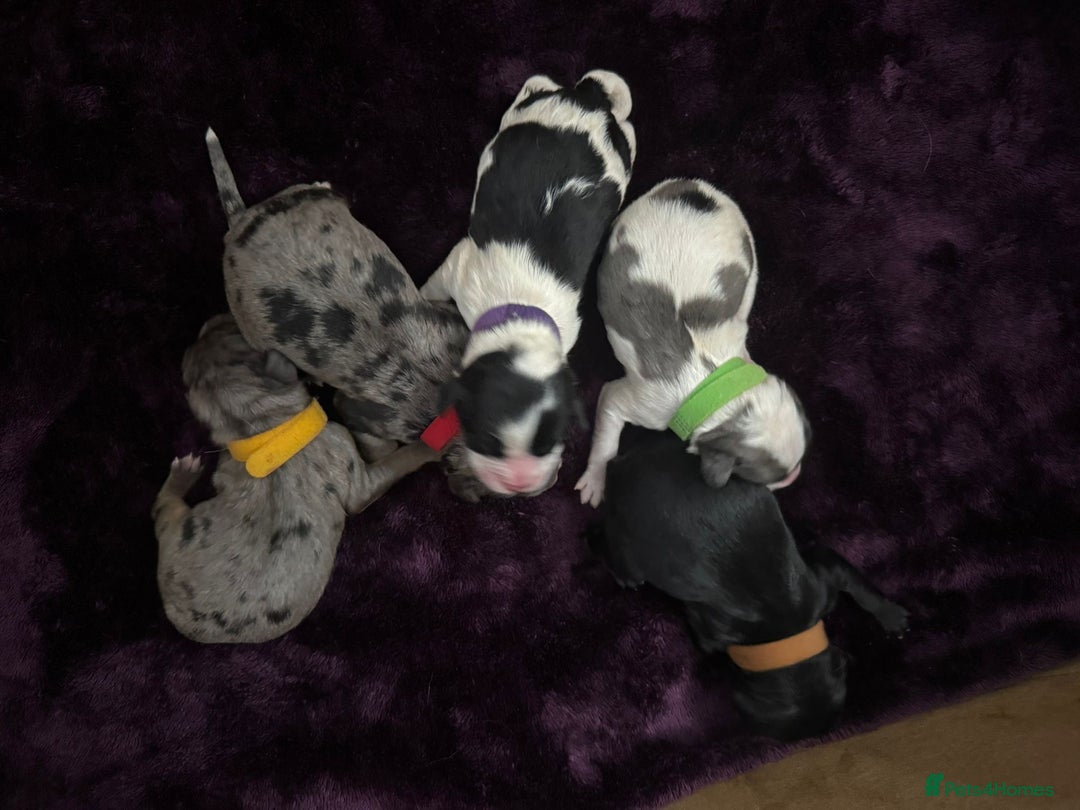 Cavapoo dogs for sale: 2 cavapoos left from a stunning litter - Image 6