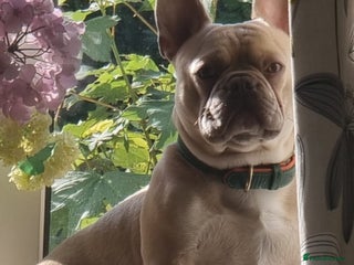 French Bulldog dogs Pedigree French Bulldog. - Advert 1