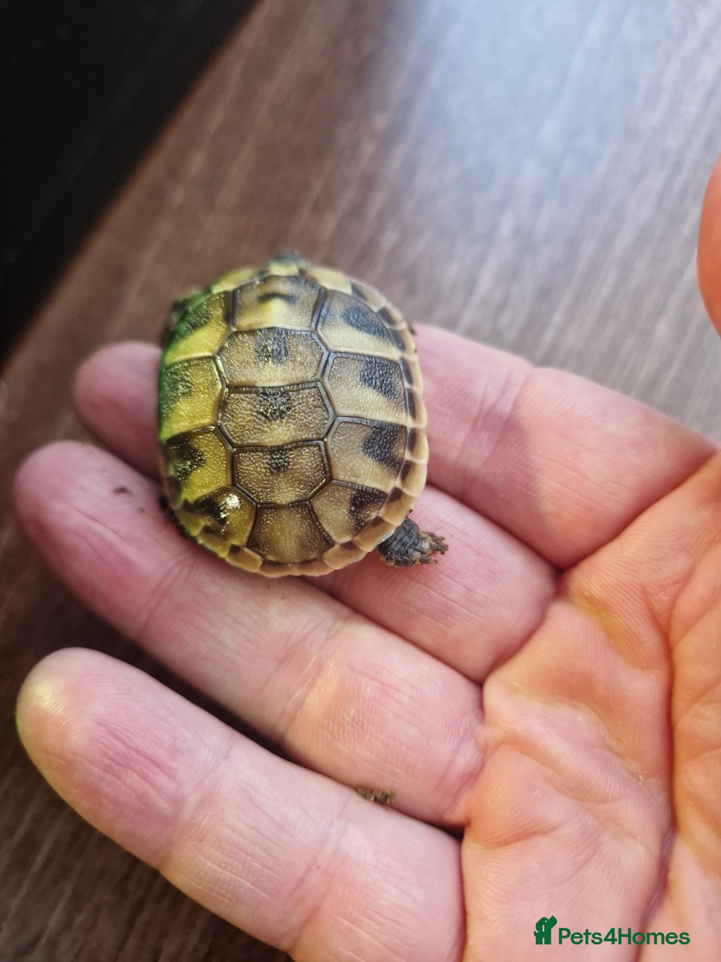 Hermann Tortoise reptiles  hermanns tortoise - Advert 2