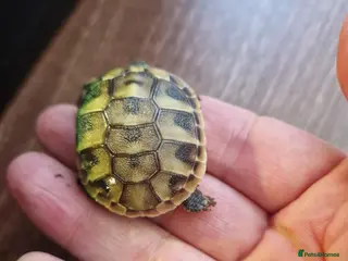 Hermann Tortoise reptiles hermanns tortoise - Advert 2