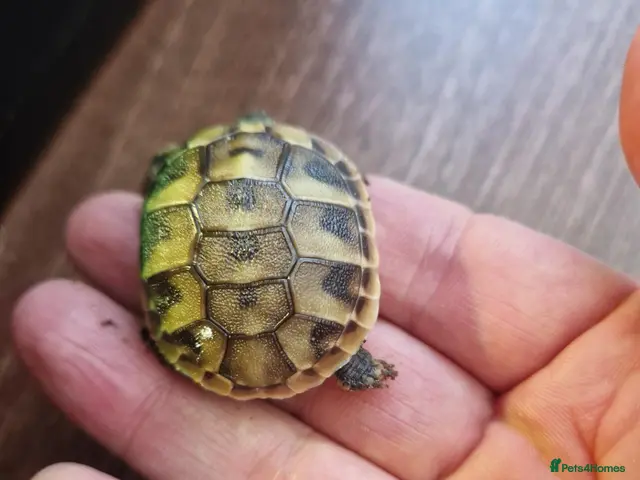 Hermann Tortoise reptiles hermanns tortoise - Advert 2
