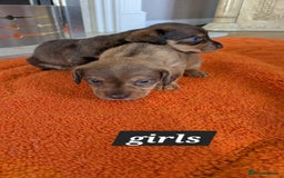 Mixed Breed dogs for sale: 3/4Dachshund X 1/4Jack  - Image 11