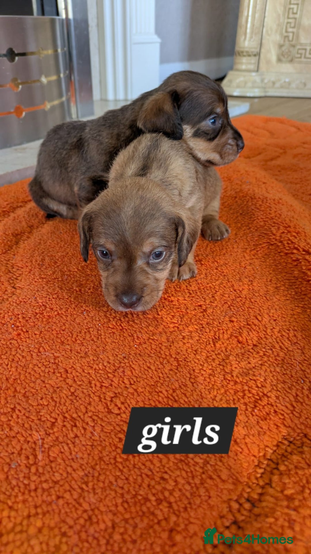 Mixed Breed dogs for sale: 3/4Dachshund X 1/4Jack  - Image 11