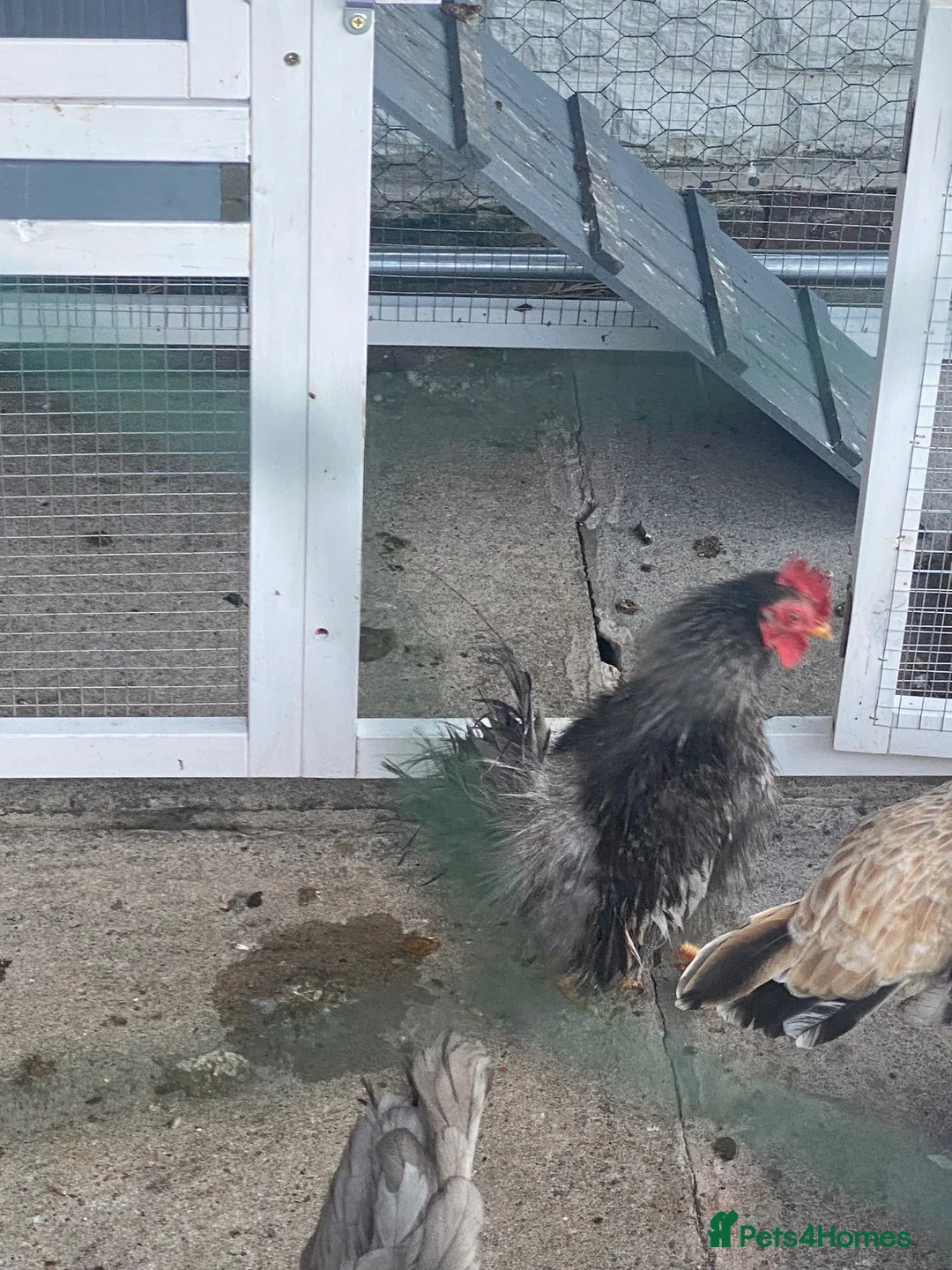 Chickens poultry for sale: Hens, roosters and chicks  - Advert 19