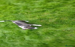 English Bull Terrier dogs for sale: KCRegistered English Bull Terrier Puppies–Top Line - Image 16