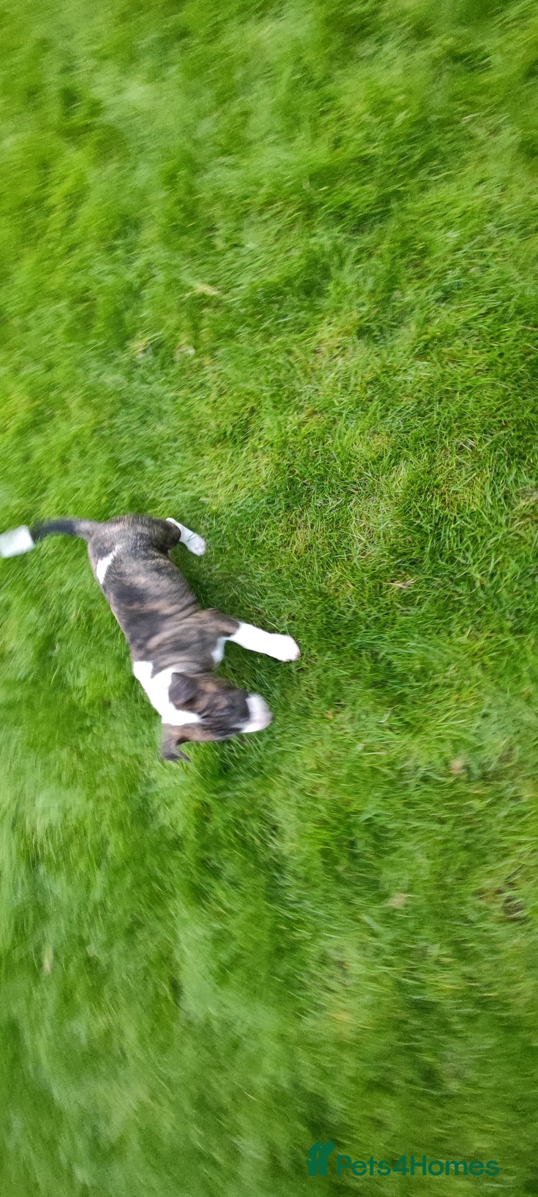 English Bull Terrier dogs for sale: KCRegistered English Bull Terrier Puppies–Top Line - Image 16