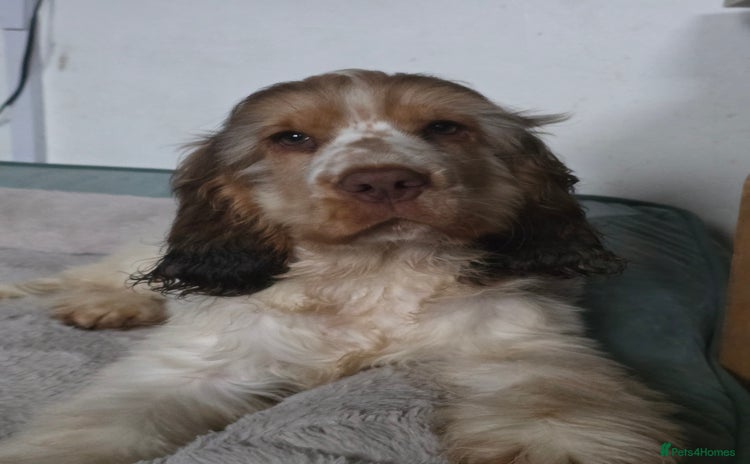 Cocker Spaniel dogs - Advert 7