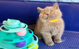 British Shorthair cats for sale: GCCF registered ChampionBloodline 5GENpedigree BSH - Image 16