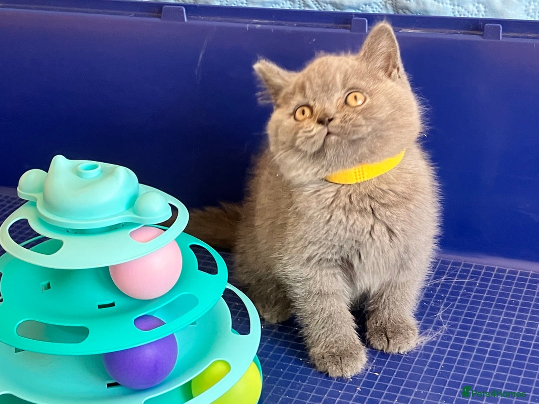British Shorthair cats for sale: GCCF registered ChampionBloodline 5GENpedigree BSH - Image 16